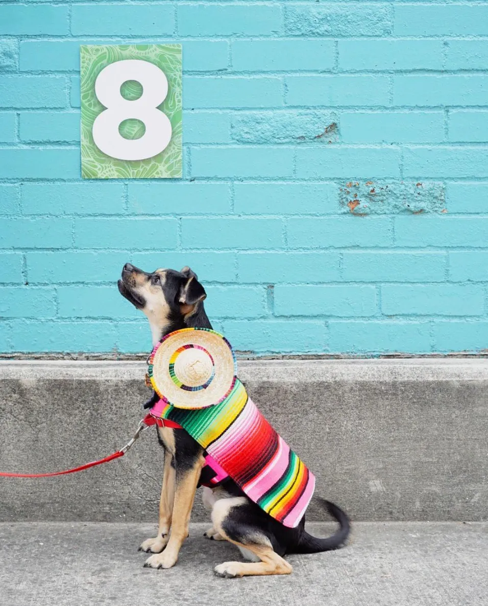 BAP Serape Dog Poncho