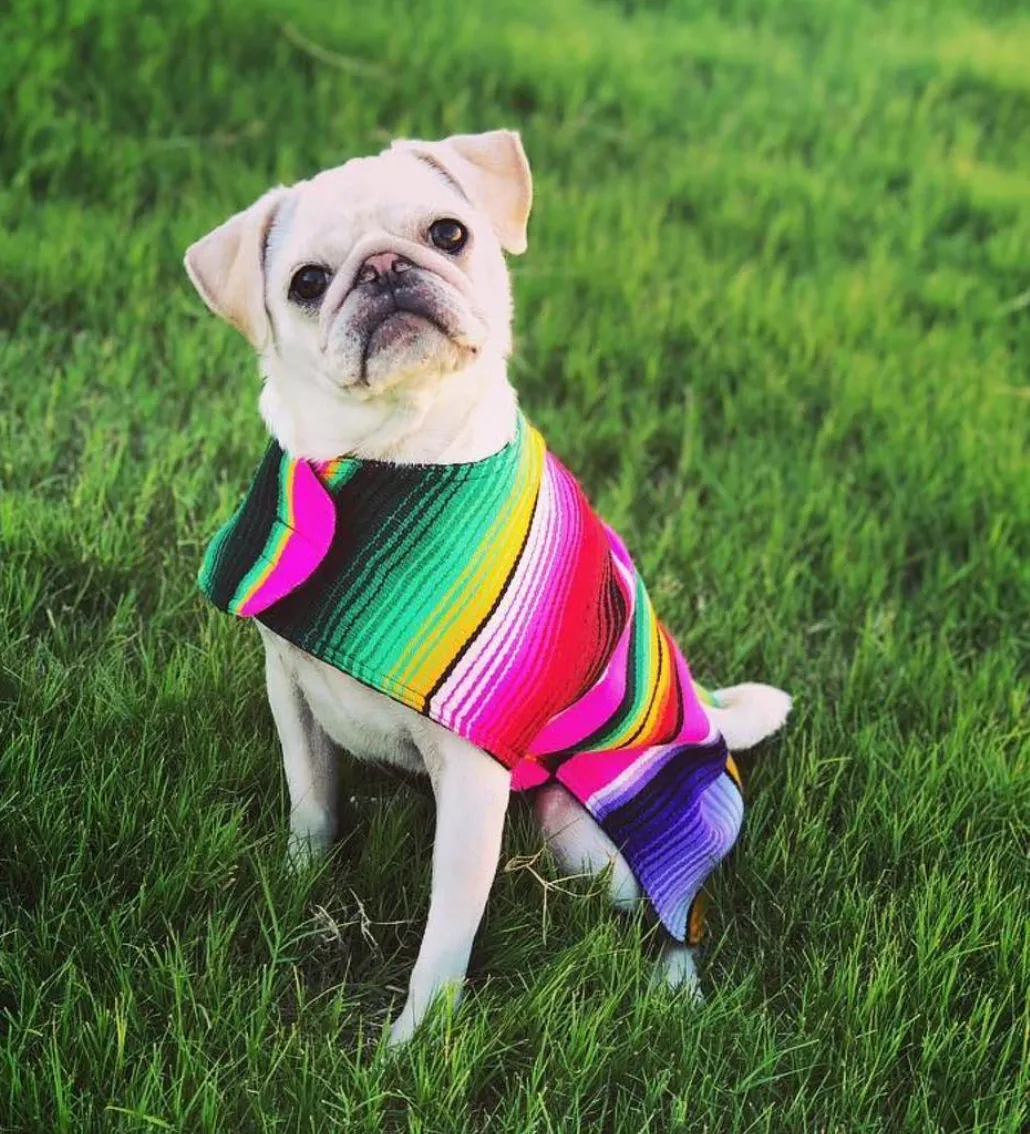 BAP Serape Dog Poncho