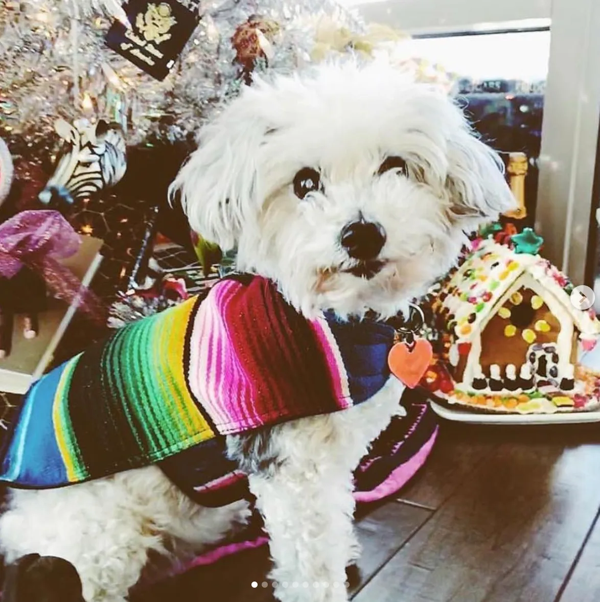 BAP Serape Dog Poncho