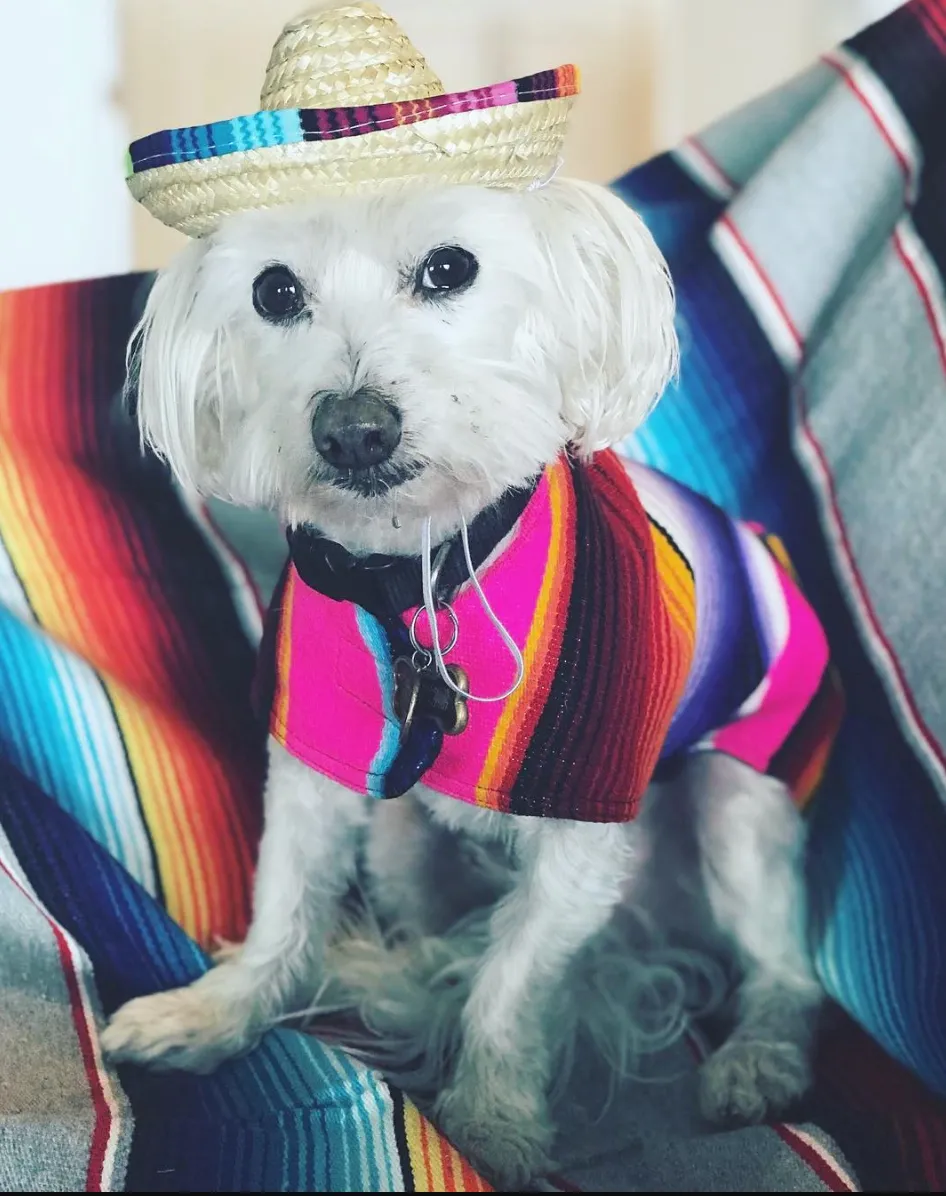 BAP Serape Dog Poncho