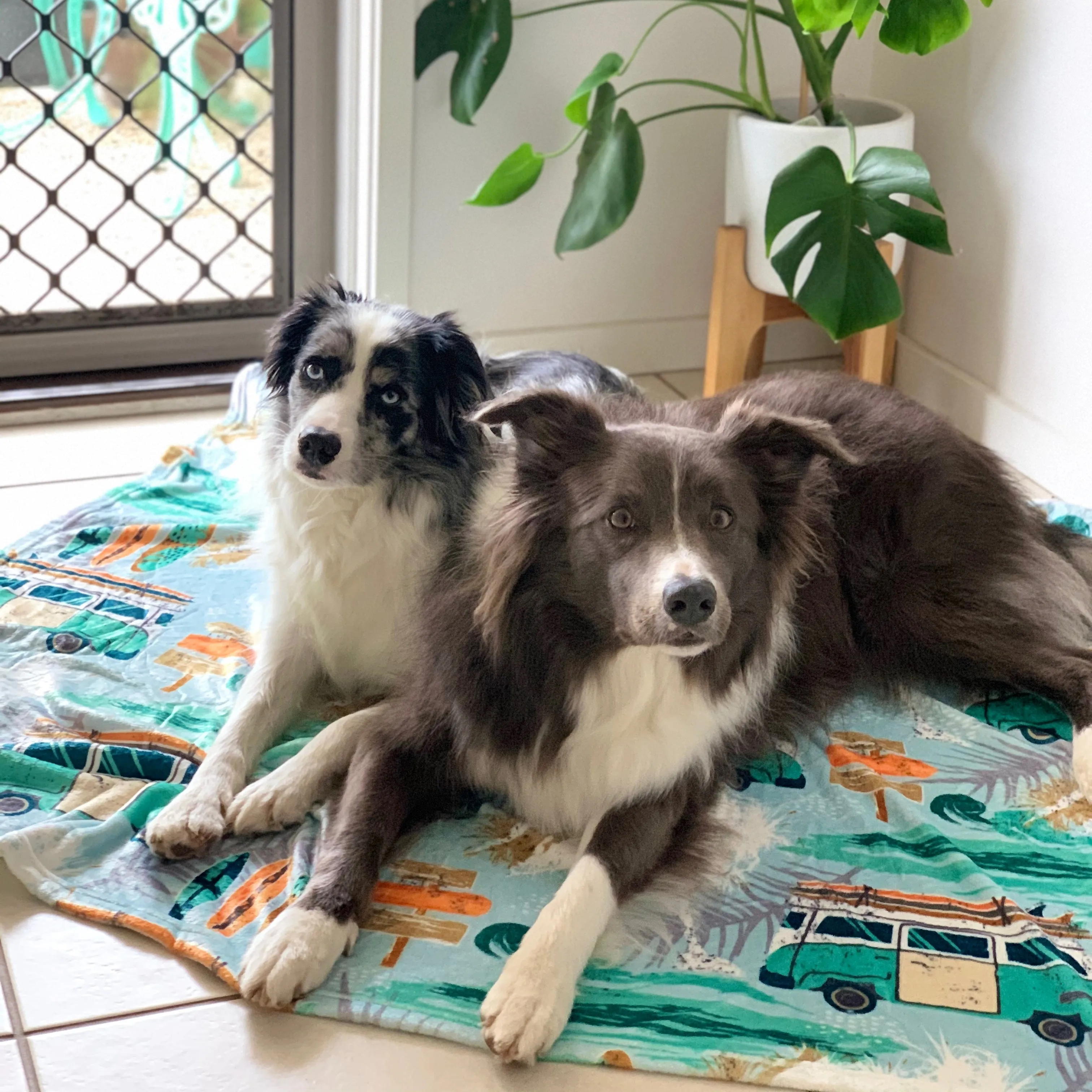 Byron Surf - Designer Pet Blanket