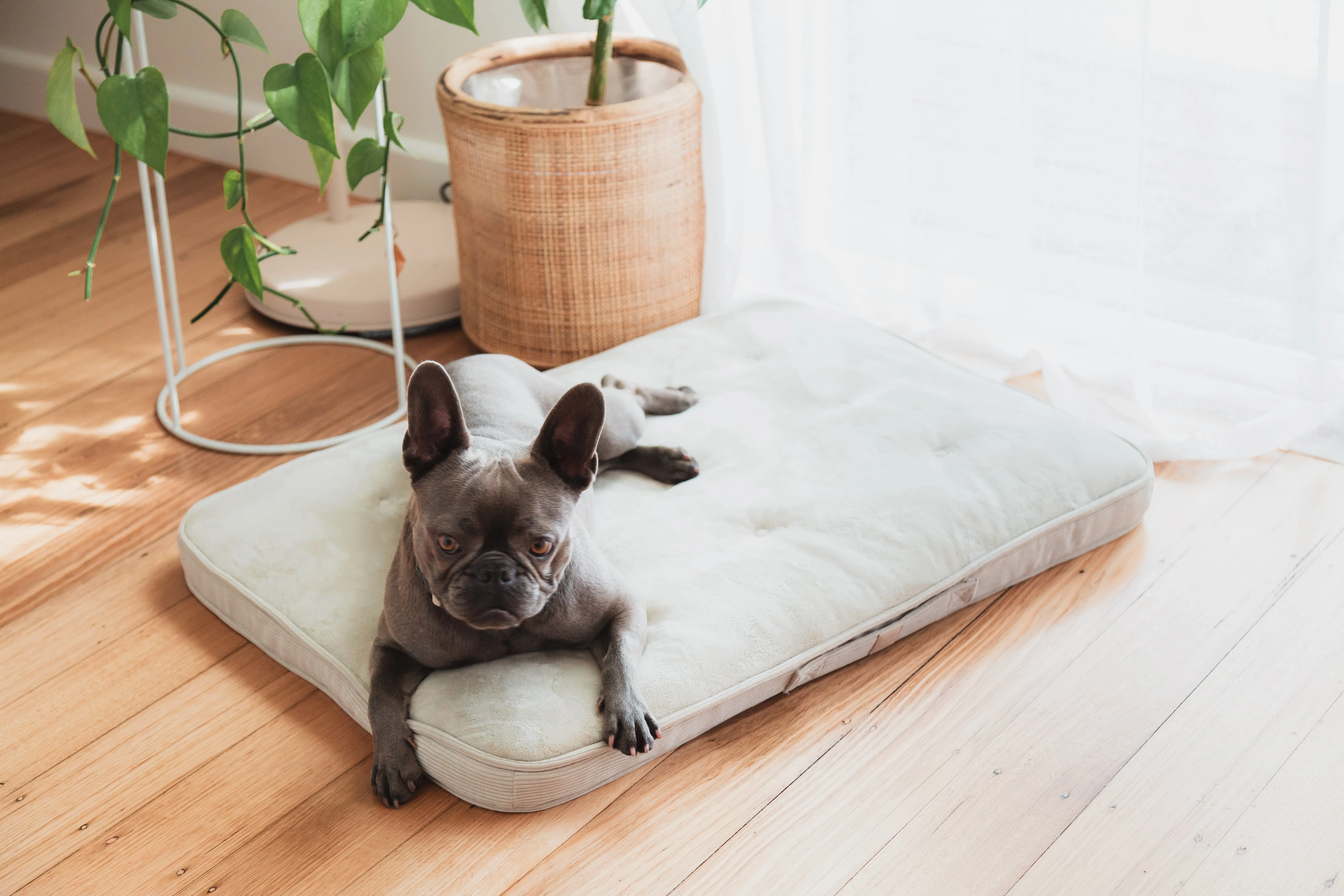 FuzzYard LIFE Lounge Pet Mat (French Blue)